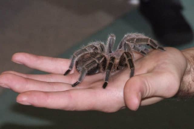 Tarantulas have become popular as pets. Picture: JP