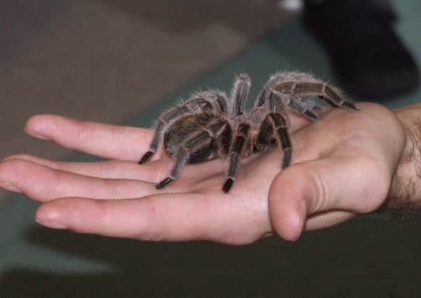 Tarantulas have become popular as pets. Picture: JP