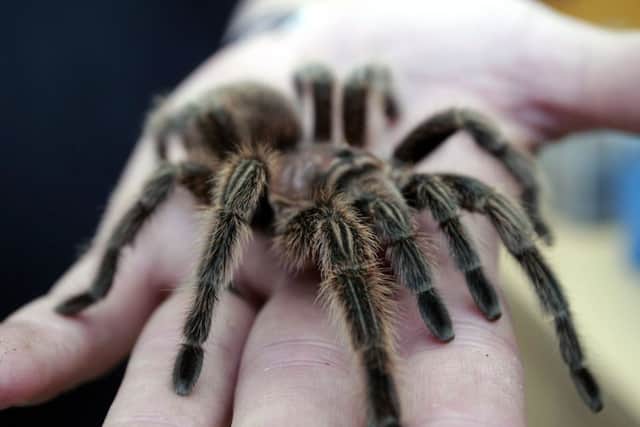 Most tarantulas are not dangerous to humans. Picture: JP