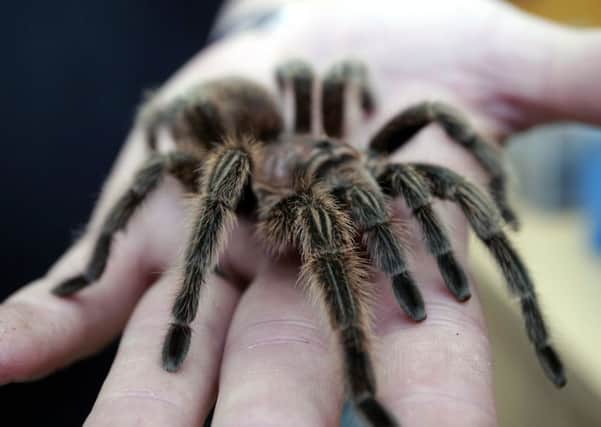 Most tarantulas are not dangerous to humans. Picture: JP
