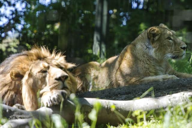 Jayendra and Roberta in their enclosure. Picture: Ian Rutherford