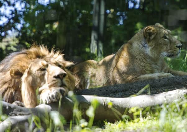Jayendra and Roberta in their enclosure. Picture: Ian Rutherford