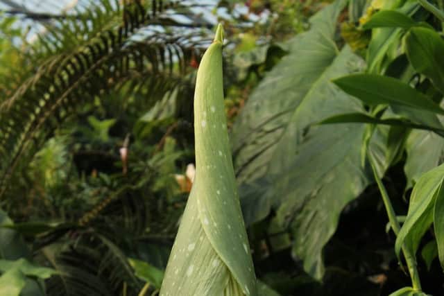 The Titan Arum has begun to flower. Picture: Royal Botanic Garden Edinburgh