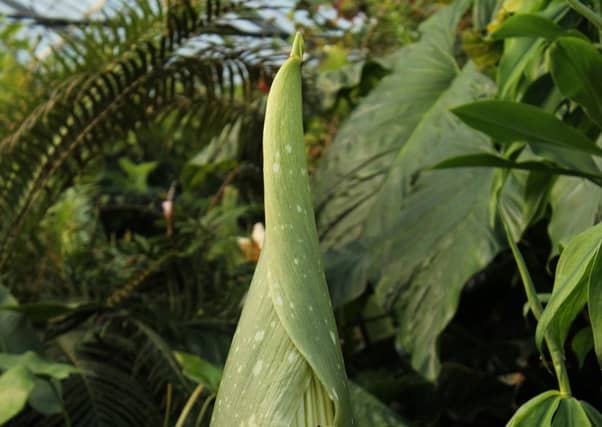 The Titan Arum has begun to flower. Picture: Royal Botanic Garden Edinburgh