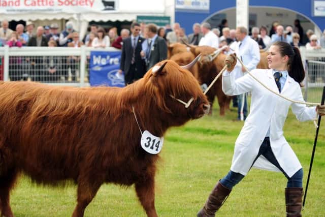 Heather Denholm, from Fenwick, Ayrshire, in the show ring with her Highland cow called 'Dosan Rhua of South Muir. Picture: Jane Barlow