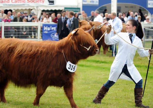 Heather Denholm, from Fenwick, Ayrshire, in the show ring with her Highland cow called 'Dosan Rhua of South Muir. Picture: Jane Barlow