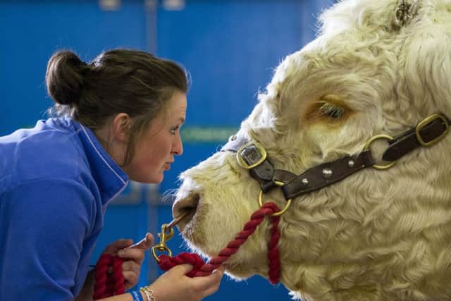 Alison Wright  gets up close with Charolais Bull  Gold Cup in the cattle shed. Picture: Ian Rutherford