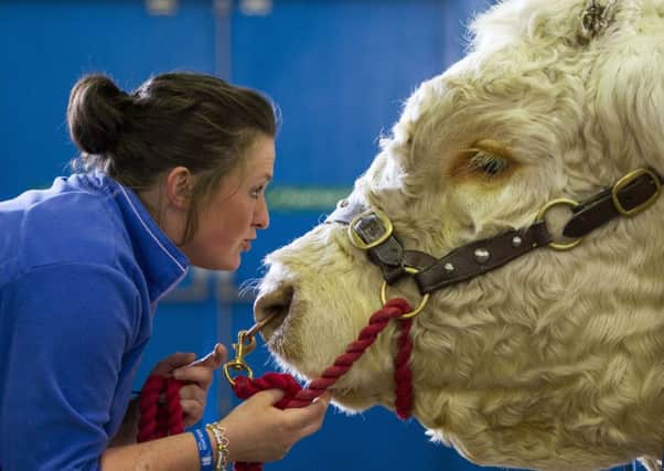 Alison Wright  gets up close with Charolais Bull  Gold Cup in the cattle shed. Picture: Ian Rutherford