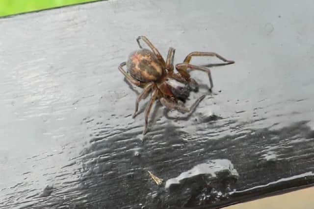 Is this a false widow spider? Picture: Contributed