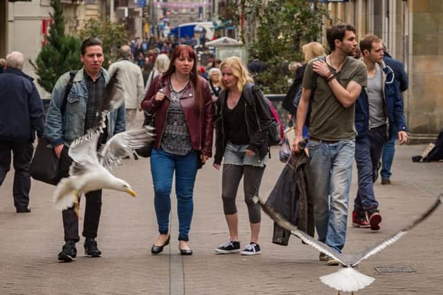 Rose Street has been affected by vermin and birds. Picture: Scott Taylor