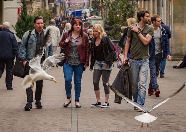 Rose Street has been affected by vermin and birds. Picture: Scott Taylor