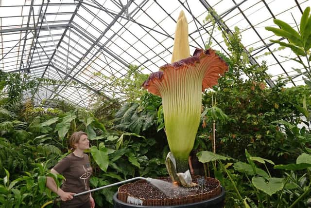Senior horticulturist Sadie Barber waters the Amorphophallus titanum. Picture: Neil Hanna