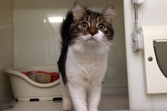 Yvaine was left in a cardboard box. Picture: Scottish SPCA