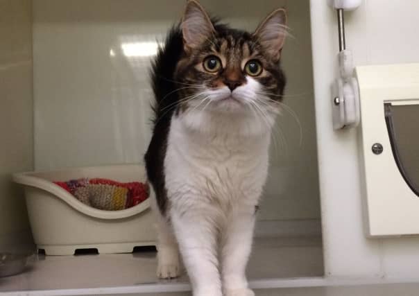 Yvaine was left in a cardboard box. Picture: Scottish SPCA
