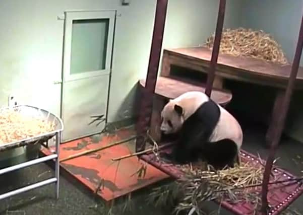 Yang Guang was munching on bamboo when he scared himself. Picture: Contributed