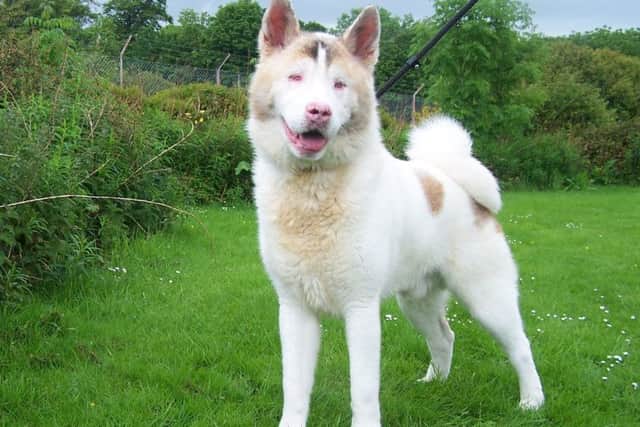 Kingston is blind. Picture: Scottish SPCA