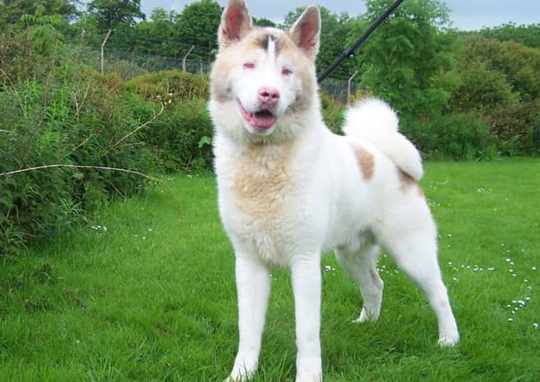 Kingston is blind. Picture: Scottish SPCA