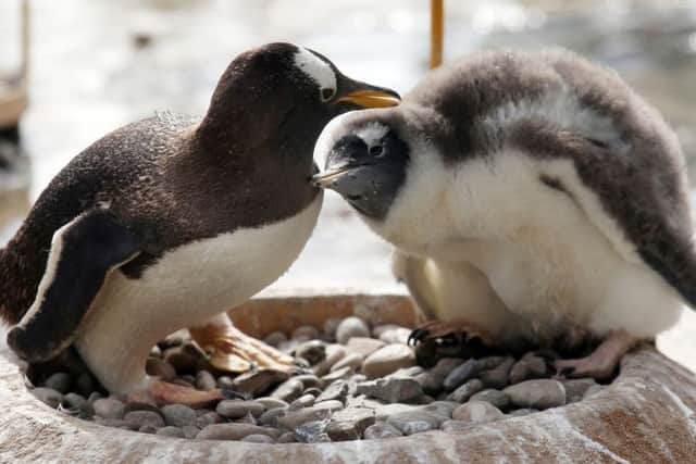 A Gentoo penguin chick with its parent at Edinburgh Zoo's Penguin Rock. Picture: PA