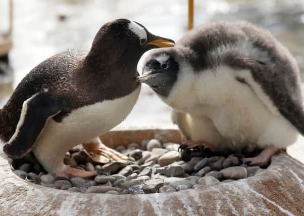 A Gentoo penguin chick with its parent at Edinburgh Zoo's Penguin Rock. Picture: PA