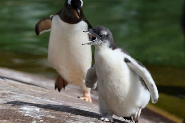 A Gentoo penguin looks after its young chick at Edinburgh Zoo. Picture: PA