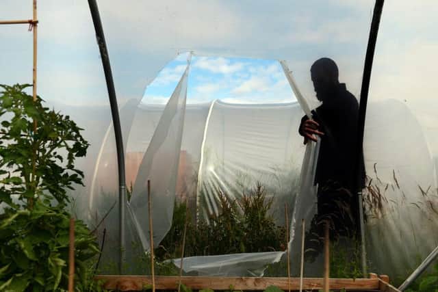 A member of staff examines the damaged polytunnels at the garden. Picture: Neil Hanna