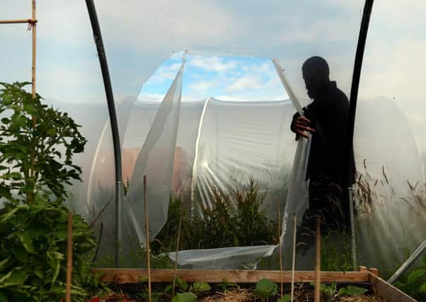 A member of staff examines the damaged polytunnels at the garden. Picture: Neil Hanna