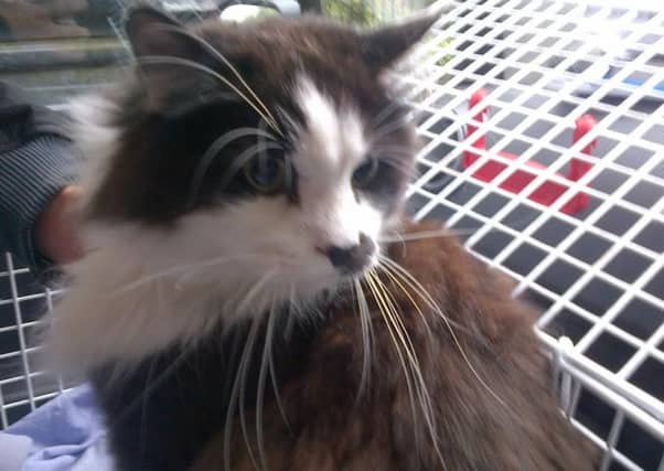 Misty was found in the stairwell of a block of flats.