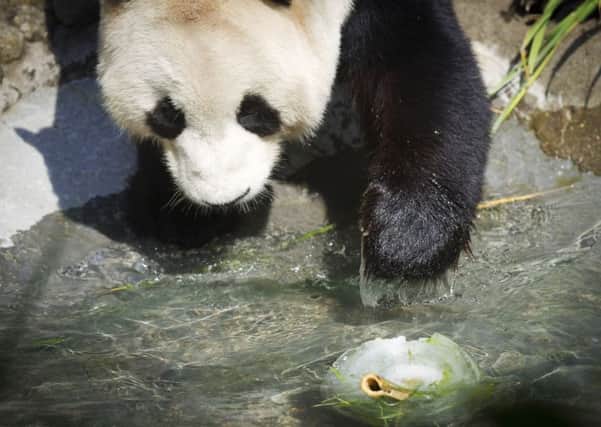 Giant panda Yang Guang was given an ice cake to celebrate his 12th birthday. Picture: PA