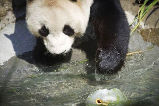 Giant panda Yang Guang was given an ice cake to celebrate his 12th birthday. Picture: PA