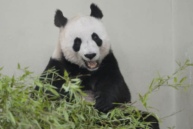 Tian Tian will probably not give birth this year. Picture: Nail Hanna