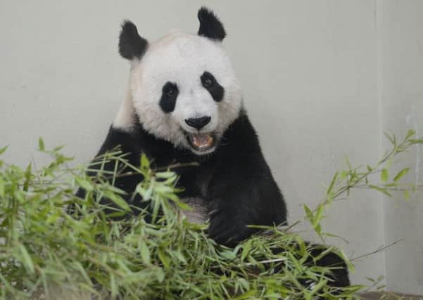Tian Tian will probably not give birth this year. Picture: Nail Hanna