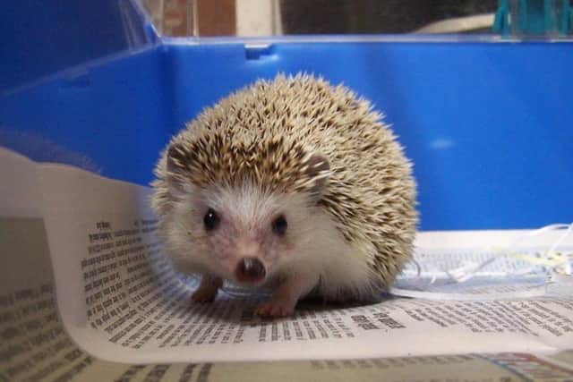 Nawari was found in a box within a cage. Picture: Scottish SPCA