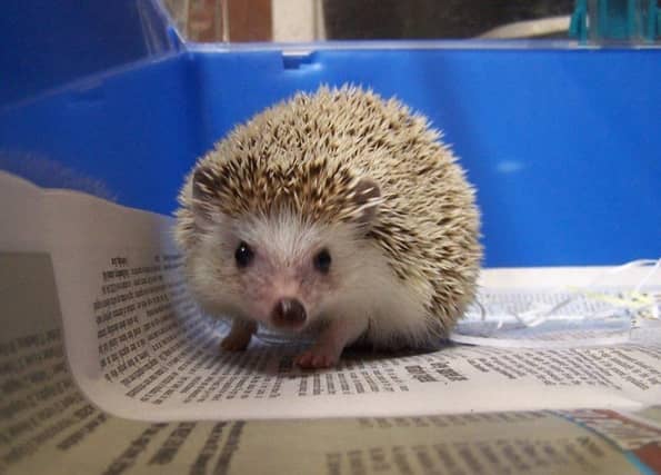 Nawari was found in a box within a cage. Picture: Scottish SPCA