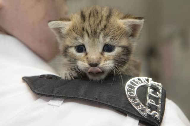 The Scottish SPCA has taken in over 2000 cats and kittens in 2015. Picture: Peter Devlin