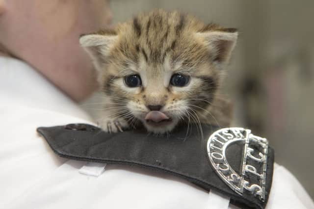 The Scottish SPCA has taken in over 2000 cats and kittens in 2015.  Picture: Peter Devlin