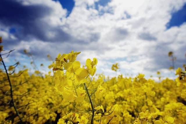 The Scottish Government plans to ban genetically modified crops. Picture: Getty