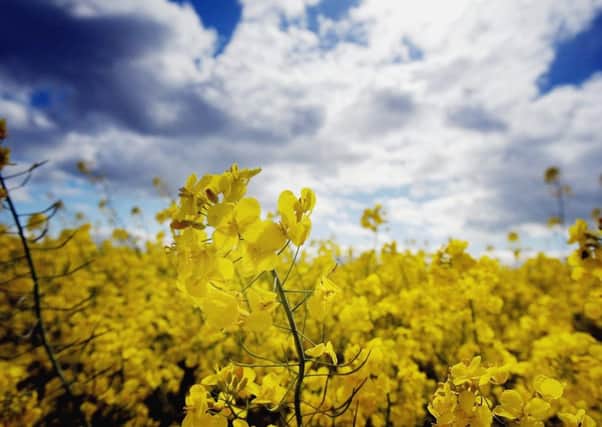 The Scottish Government plans to ban genetically modified crops. Picture: Getty