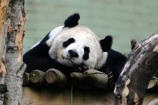 Scientists have been looking for an alternative as Tian Tian has so far been unable to give birth. Picture: Ian Rutherford