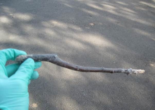 A 44 centimetre long branch was also found in Sunnys abdominal cavity. Picture: SSPCA