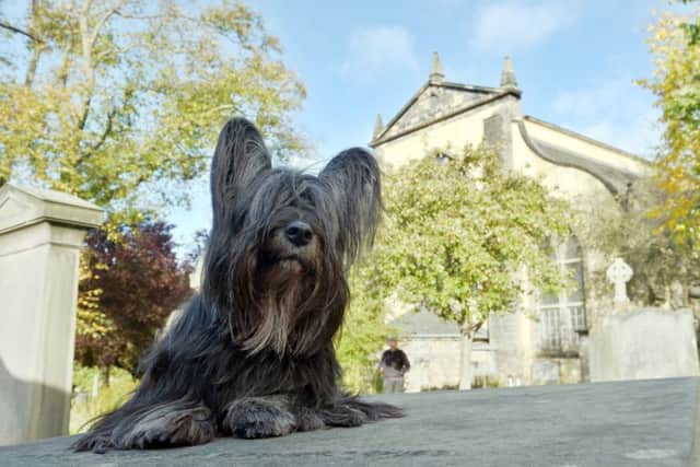 Just 63 Skye terriers were registered in the UK last year. Picture: Phil Wilkinson