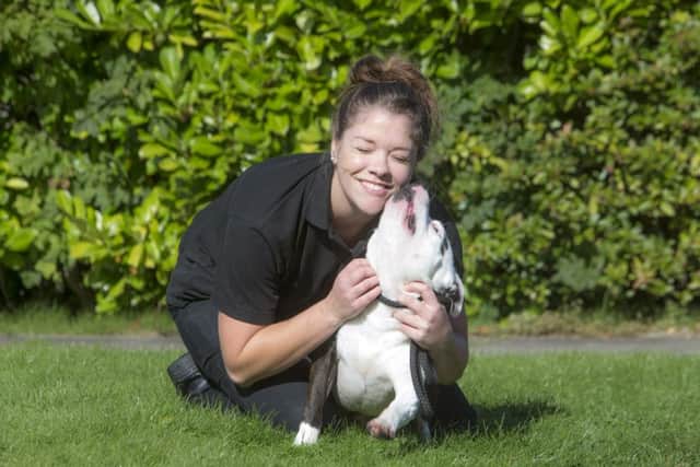 Scottish SPCA rehomed 342 staffies last year. Picture: Contributed