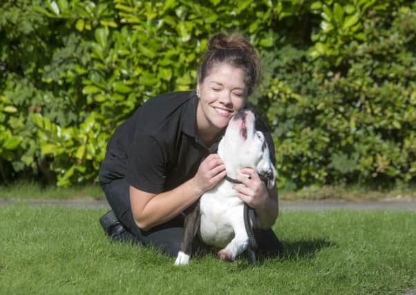 Scottish SPCA rehomed 342 staffies last year. Picture: Contributed