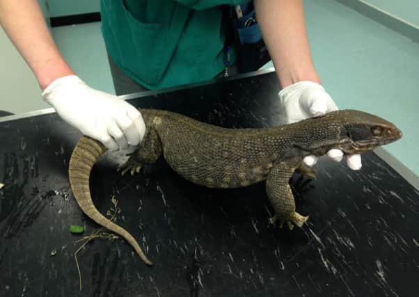 The bosc monitor has been named Jim. Picture: Scottish SPCA