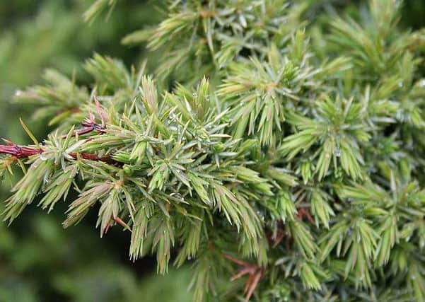 The juniper plant is in a 'critical state'. Picture: WikiCommons