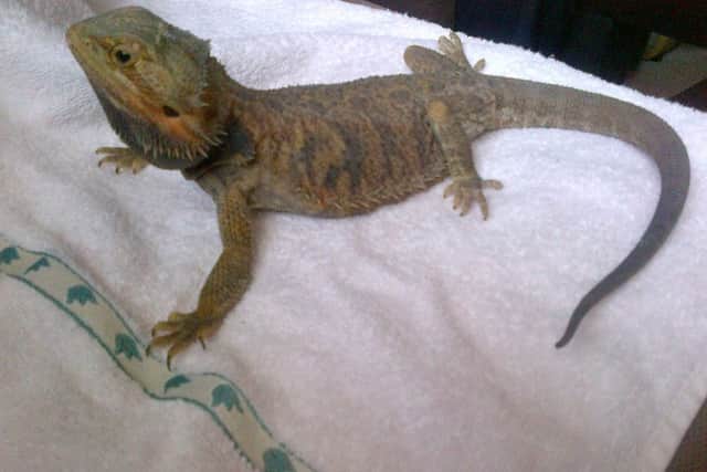 the Bearded dragon is now being looked after. Picture: Scottish SPCA
