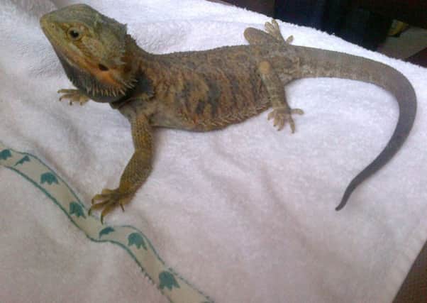 the Bearded dragon is now being looked after. Picture: Scottish SPCA