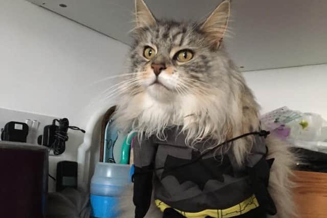 Dusty as Batman, owned by Jenni Wright. Picture: Contributed
