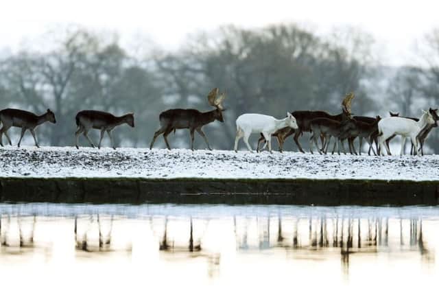 Deer me, it's freezing! A herd of deer pictured roaming amid snow-covered ground on Sunday. Picture: PA
