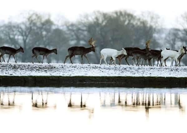 Deer me, it's freezing! A herd of deer pictured roaming amid snow-covered ground on Sunday. Picture: PA