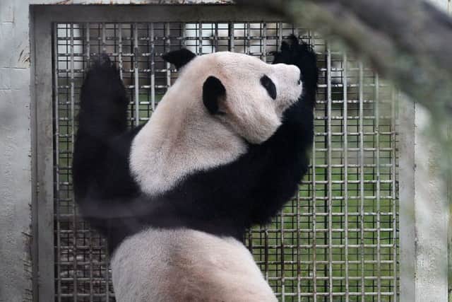 Yang Guang looks into Tian Tians enclosure, but their failure to mate may indicate that she is not taken with his appearance. Picture: Neil Hanna